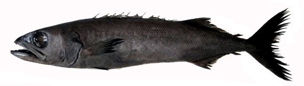 Ruvettus pretiosus_02.jpg